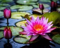 Captivating water lilies are in full bloom.