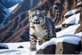 white panther in snow