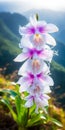 Captivating Wildlife Photography: Stunning White And Purple Orchid From Hawaii\'s Summit Mountain