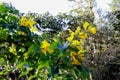 Captivating yellow flowers under the sunlight