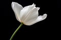 Lone White Tulip Against Pitch-Black Background: Purity, Grace and Dewdrops Royalty Free Stock Photo