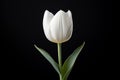 Lone White Tulip Against Pitch-Black Background: Purity, Grace and Dewdrops Royalty Free Stock Photo