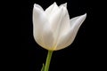 Lone White Tulip Against Pitch-Black Background: Purity, Grace and Dewdrops Royalty Free Stock Photo