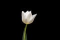 Lone White Tulip Against Pitch-Black Background: Purity, Grace and Dewdrops Royalty Free Stock Photo