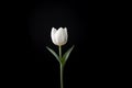 Lone White Tulip Against Pitch-Black Background: Purity, Grace and Dewdrops Royalty Free Stock Photo