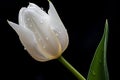 Lone White Tulip Against Pitch-Black Background: Purity, Grace and Dewdrops Royalty Free Stock Photo