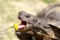 Captive adult male California Desert Tortoise eating Dandelion.