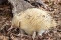 Albino Short beaked Echidna