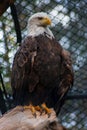 A Captive American Bald Eagle Perched On A Log - Haliaeetus leucocephalus Royalty Free Stock Photo