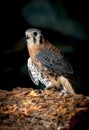Captive American kestral. Royalty Free Stock Photo
