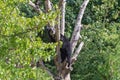 A spectacled Andean bear climbing in a tree Royalty Free Stock Photo