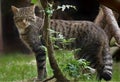 Scottish wildcat Felis sylvestris nominate or F S grampia Royalty Free Stock Photo