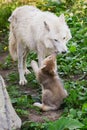 Arctic Wolf - Canis lupus