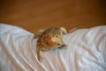 Captive Australian Bearded dragon pet lizard Royalty Free Stock Photo