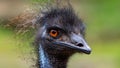 Australian Emu Dromaius novaehollandiae High Res Photo with Very Sharp Details Head Shot. Royalty Free Stock Photo