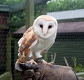 Captive barn owl Royalty Free Stock Photo