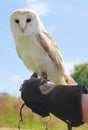 Captive barn owl sitting on hand Royalty Free Stock Photo