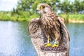 Captive Bird Of Prey On Lake Background