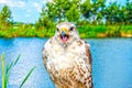 Captive Bird Of Prey On Lake Background