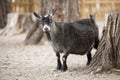 Captive Black Goat at a Local Zoo Royalty Free Stock Photo