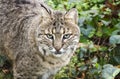 Captive Bobcat, Bear Hollow Zoo, Athens Georgia USA Royalty Free Stock Photo