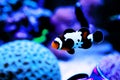 Captive-Bred Black Ice Ocellaris Clownfish - Amphriprion ocellaris