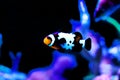 Captive-Bred Black Ice Ocellaris Clownfish - Amphriprion ocellaris