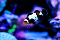 Captive-Bred Black Ice Ocellaris Clownfish - Amphriprion ocellaris