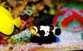 Captive-Bred Black Ice Ocellaris Clownfish - Amphriprion ocellaris