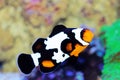 Black Ice Ocellaris Clownfish  - Amphriprion ocellaris Royalty Free Stock Photo