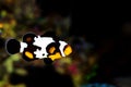 Captive-Bred Black Ice Ocellaris Clownfish - Amphriprion ocellaris