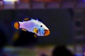 Captive-Bred Extreme Snow Onyx Clownfish - Amphriprion ocellaris x Amphriprion percula