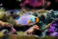 Captive-Bred Extreme Snow Onyx Clownfish - Amphriprion ocellaris x Amphriprion percula
