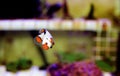 Captive-Bred Extreme Snow Onyx Clownfish - Amphriprion ocellaris x Amphriprion percula