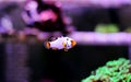 Captive-Bred Extreme Snow Onyx Clownfish - Amphriprion ocellaris x Amphriprion percula