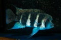 Captive bred front cichlid, aggressive dominant male for monospecies system, popular freshwater fish, endemic of lake Tanganyika Royalty Free Stock Photo