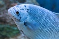 A captive bred morph of Three Spot Gourami known as Opaline Gourami Royalty Free Stock Photo