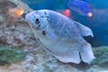 A captive bred morph of Three Spot Gourami known as Opaline Gourami Royalty Free Stock Photo