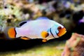 Captive-Bred Extreme Snow Onyx Clownfish - Amphriprion ocellaris x Amphriprion percula