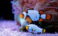 Snow Onyx Clownfish - Amphriprion ocellaris x Amphriprion percula