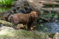 Captive bush dog at the Sables Zoo in Sables d`Olonne