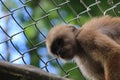 A captive capuchin monkey, cebus albifrons, in a cage with the face shaded Royalty Free Stock Photo