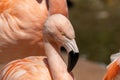 A Chilean flamingo, Phoenicopterus chilensis at Jersey zoo