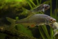 captive common roach and Eurasian ruffe, scientific research of aggressive species coexistence, wild freshwater fish