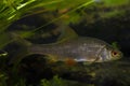 captive common roach freshwater fish shine scales in planted biotope European temperate river aquarium, highly adaptable coldwater Royalty Free Stock Photo