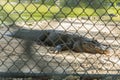 Captive crocodile at Alligator farm, Florida, US. Royalty Free Stock Photo