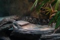 Dwarf caiman side profile while laying down in captivity