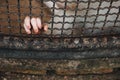 Captive Desires: Monkey's Hand Gripping the Cage