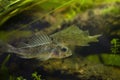 captive domesticated young Eurasian ruffe, careful and frightful wild small freshwater fish, omnivore coldwater species in