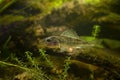 captive domesticated young Eurasian ruffe, careful wild freshwater fish, omnivore coldwater species in European river biotope